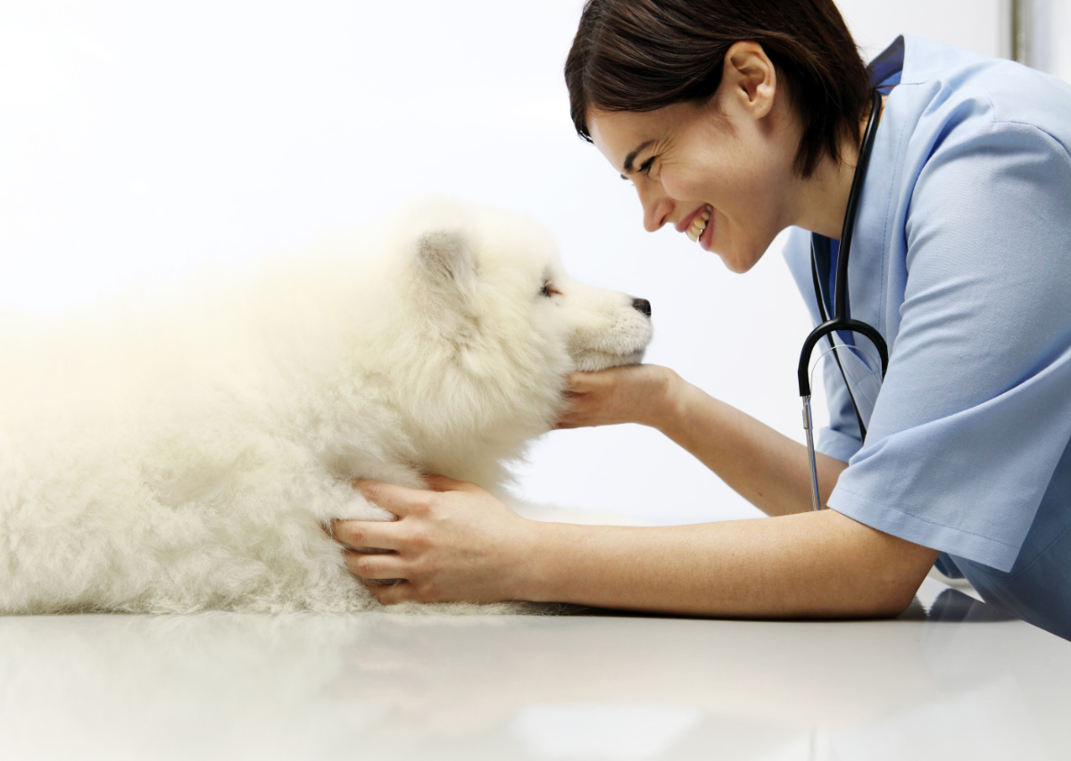 What Happens During My Pet’s Spay? Homestead Animal Hospital