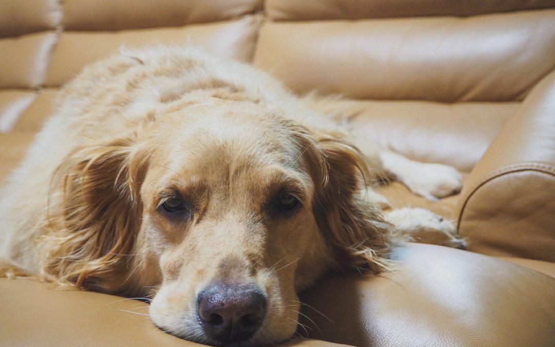 5 Signs of Pain in Your Pet
