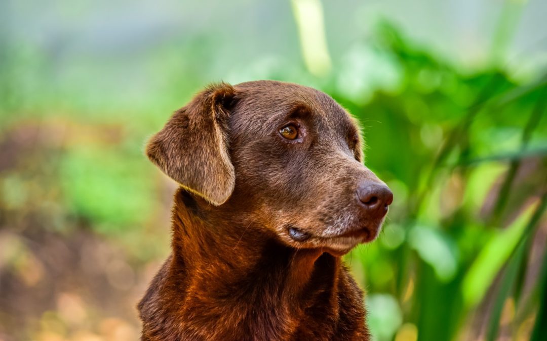 Keep Your Senior Pet Active and Mobile by Following These Tips