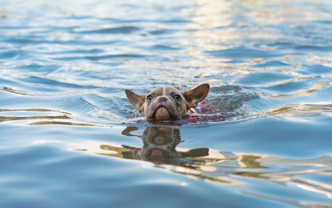Tips for Ensuring Safe Swimming Practices With Your Pet