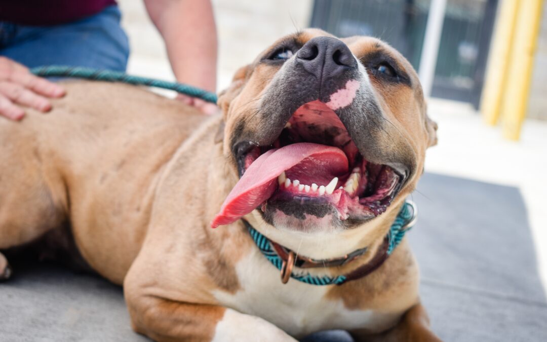 Beyond the Bark: Canine Dental Care